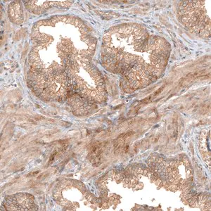Merck Anti-FAT1 antibody produced in rabbit