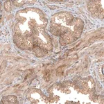 Merck Anti-FAT1 antibody produced in rabbit