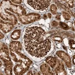 Merck Anti-GIGYF1 antibody produced in rabbit