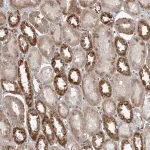 Merck Anti-FAAP100 antibody produced in rabbit