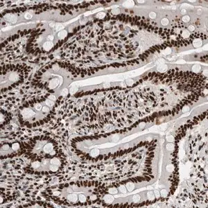 Merck Anti-NCL antibody produced in rabbit