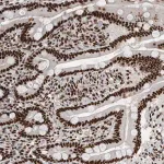 Merck Anti-NCL antibody produced in rabbit