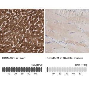 Merck Anti-SIGMAR1 antibody produced in rabbit