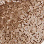 Merck Anti-MST1 antibody produced in rabbit