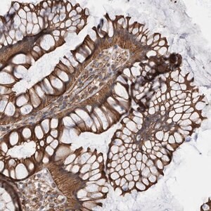 Merck Anti-KIF12 antibody produced in rabbit