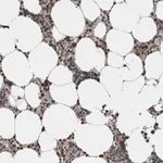 Merck Anti-ZBTB11 antibody produced in rabbit