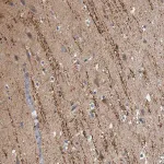 Merck Anti-CAMSAP1 antibody produced in rabbit