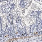 Merck Anti-BPIFB1 antibody produced in rabbit