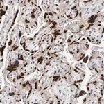 Merck Anti-ZNF703 antibody produced in rabbit