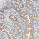 Merck Anti-TUBD1 antibody produced in rabbit