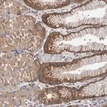 Merck Anti-FBXO43 antibody produced in rabbit