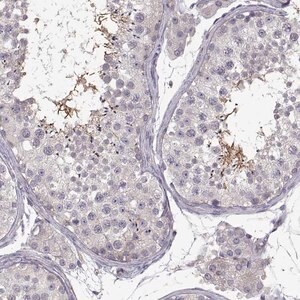 Merck Anti-SPATA32 antibody produced in rabbit