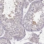 Merck Anti-SPATA32 antibody produced in rabbit