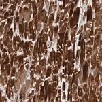 Merck Anti-ZNF114 antibody produced in rabbit