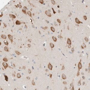 Merck Anti-IL12RB2 antibody produced in rabbit