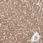 Merck Anti-SLFN12L antibody produced in rabbit