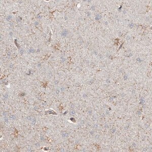 Merck Anti-REPS2 antibody produced in rabbit