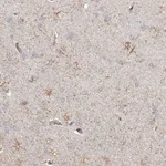 Merck Anti-REPS2 antibody produced in rabbit