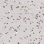 Merck Anti-ZBTB49 antibody produced in rabbit