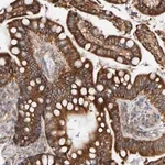 Merck Anti-RGP1 antibody produced in rabbit