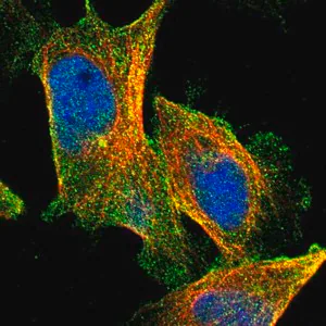 Merck Anti-CPA4 antibody produced in rabbit