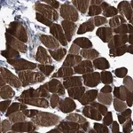 Merck Anti-USP29 antibody produced in rabbit