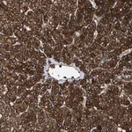 Merck Anti-TPP2 antibody produced in rabbit