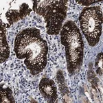 Merck Anti-OLFML2A antibody produced in rabbit