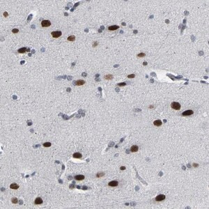 Merck Anti-FAM180A antibody produced in rabbit