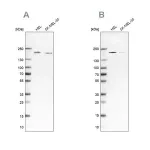 Merck Anti-SMARCC2 antibody produced in rabbit