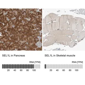 Merck Anti-SEL1L antibody produced in rabbit