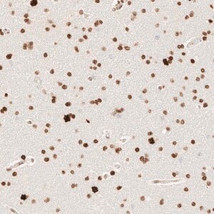 Merck Anti-ZSCAN18 antibody produced in rabbit