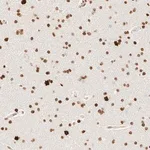 Merck Anti-ZSCAN18 antibody produced in rabbit