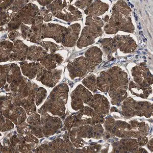 Merck Anti-PPM1K antibody produced in rabbit