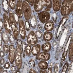 Merck Anti-PDCL antibody produced in rabbit