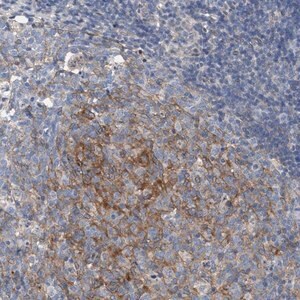Merck Anti-ARPC5L antibody produced in rabbit