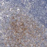 Merck Anti-ARPC5L antibody produced in rabbit