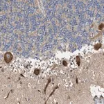 Merck Anti-MFSD6 antibody produced in rabbit