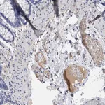 Merck Anti-PLG antibody produced in rabbit