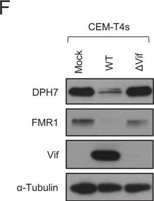 Merck Anti-DPH7 antibody produced in rabbit