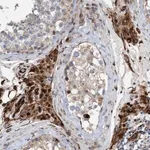 Merck Anti-POLG2 antibody produced in rabbit