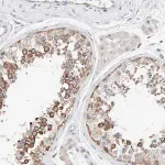 Merck Anti-CASC3 antibody produced in rabbit