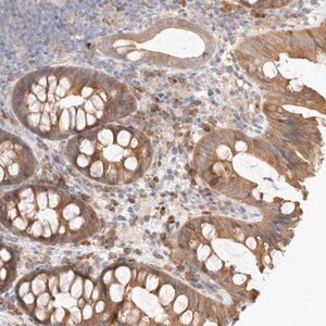 Merck Anti-NEDD4L antibody produced in rabbit