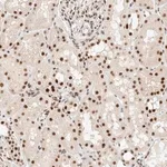 Merck Anti-ZNF768 antibody produced in rabbit