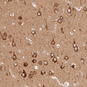 Merck Anti-RRP15 antibody produced in rabbit