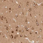 Merck Anti-RRP15 antibody produced in rabbit