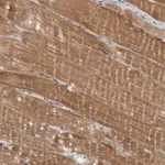 Merck Anti-PPP1R12B antibody produced in rabbit