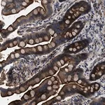 Merck Anti-PTAR1 antibody produced in rabbit