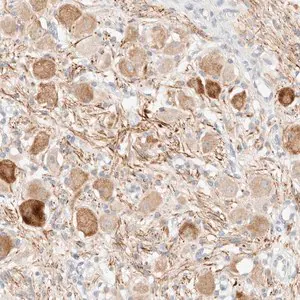 Merck Anti-SNTB1 antibody produced in rabbit