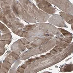 Merck Anti-AAED1 antibody produced in rabbit